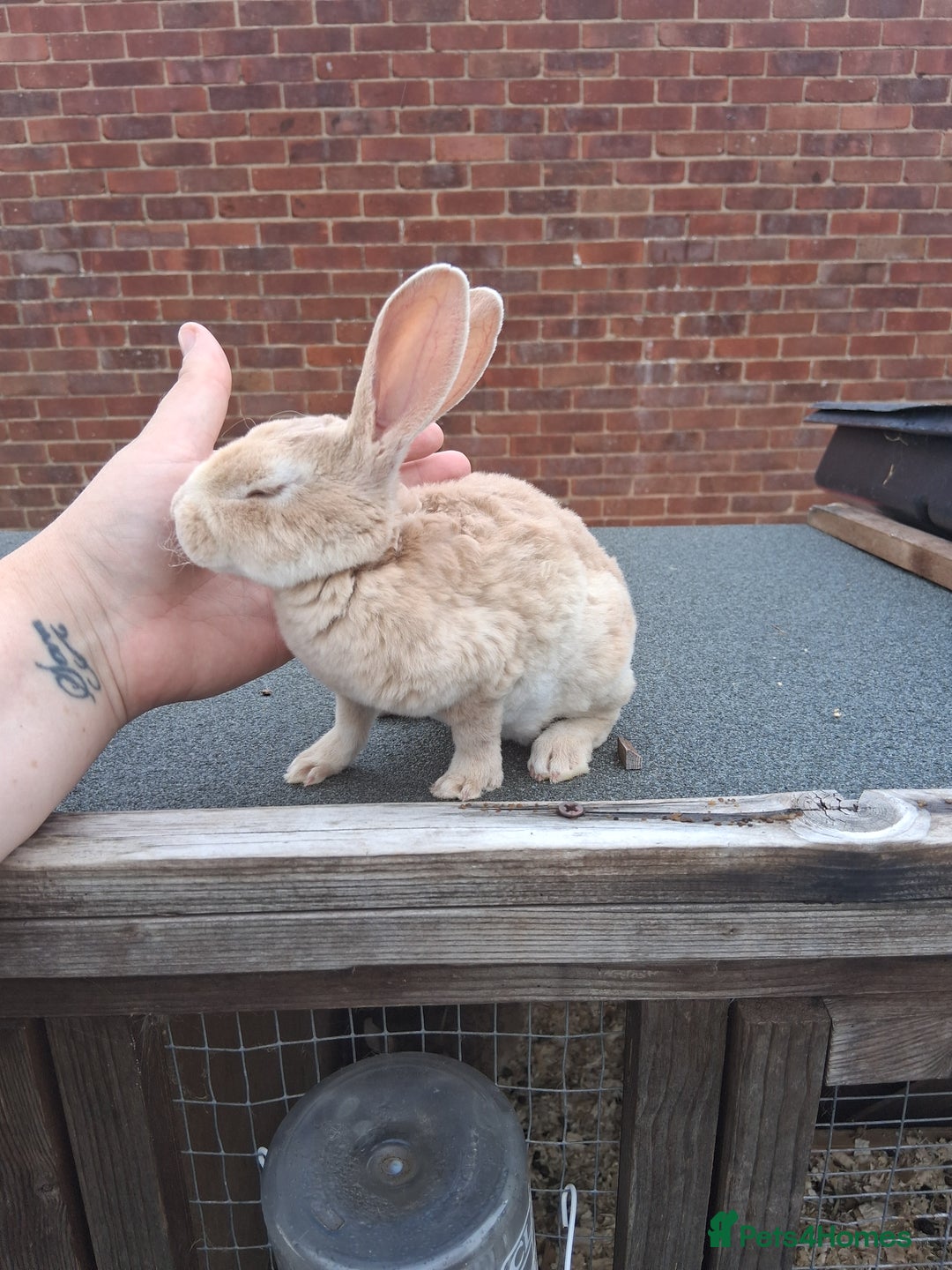 Mixed Breed rabbits for sale: Taka and Bobby - Image 14