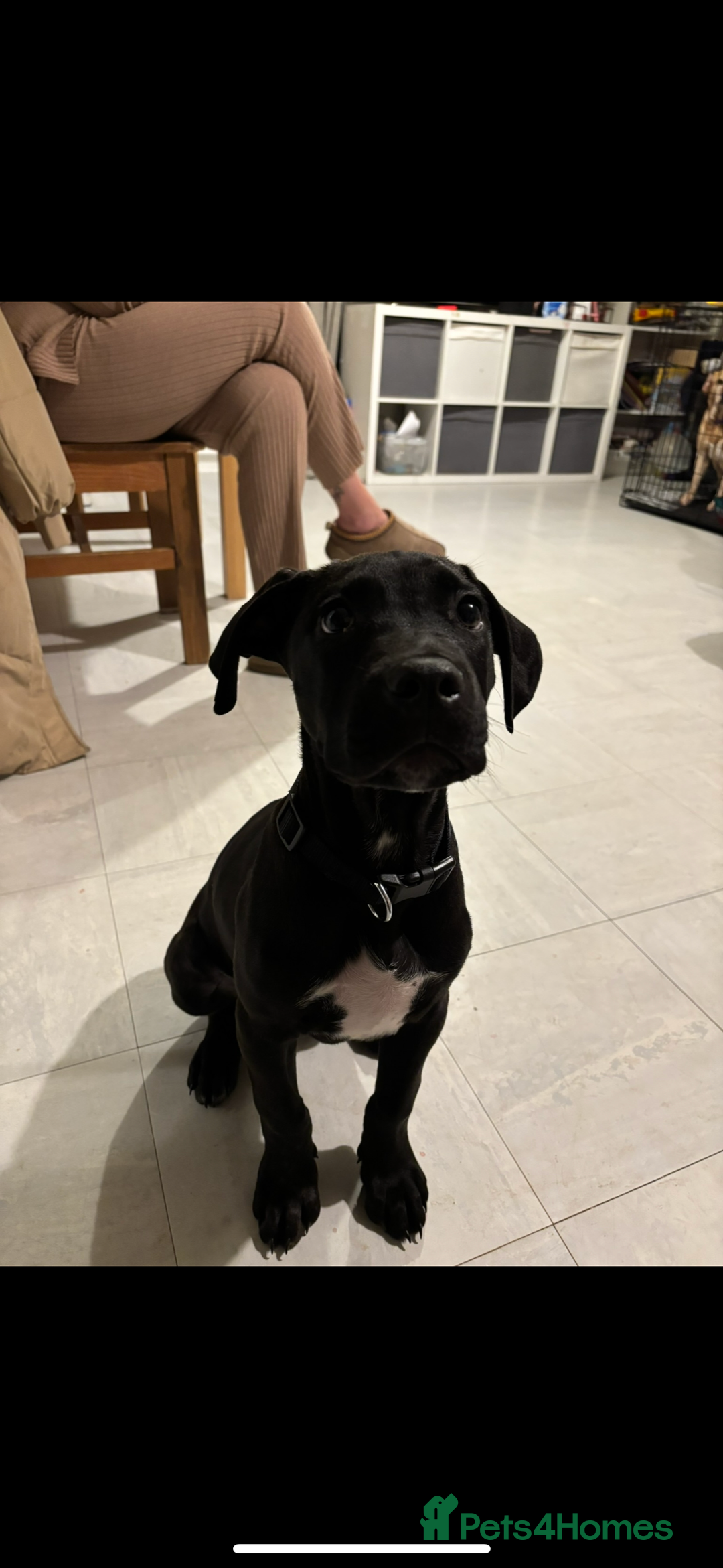 Mixed Breed dogs for sale: Beautiful rocco - Image 6