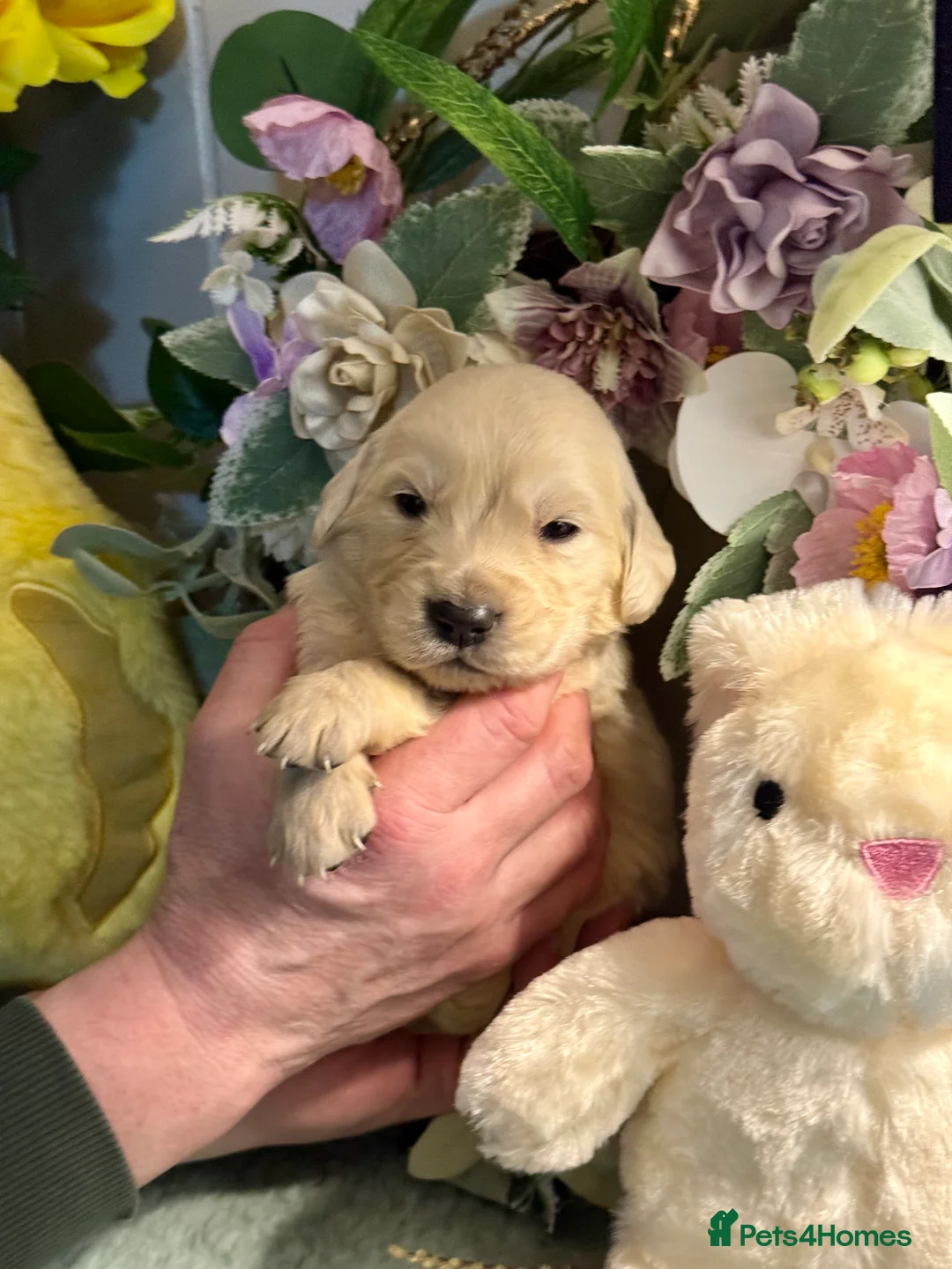 Golden Retriever dogs for sale: 9 gorgeous kc reg golden retriever puppies  - Advert 9