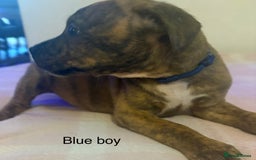 Staffordshire Bull Terrier dogs for sale: Beautiful coloured staffies - Image 21