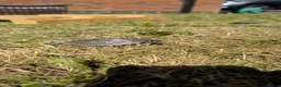 Turtle reptiles for sale: 2 Mississippi map turtles  in Bourne - Advert 3