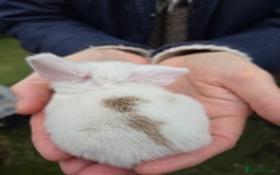 Mini Lop rabbits for sale: Stunning mini lop babies ready to secure  - Image 9