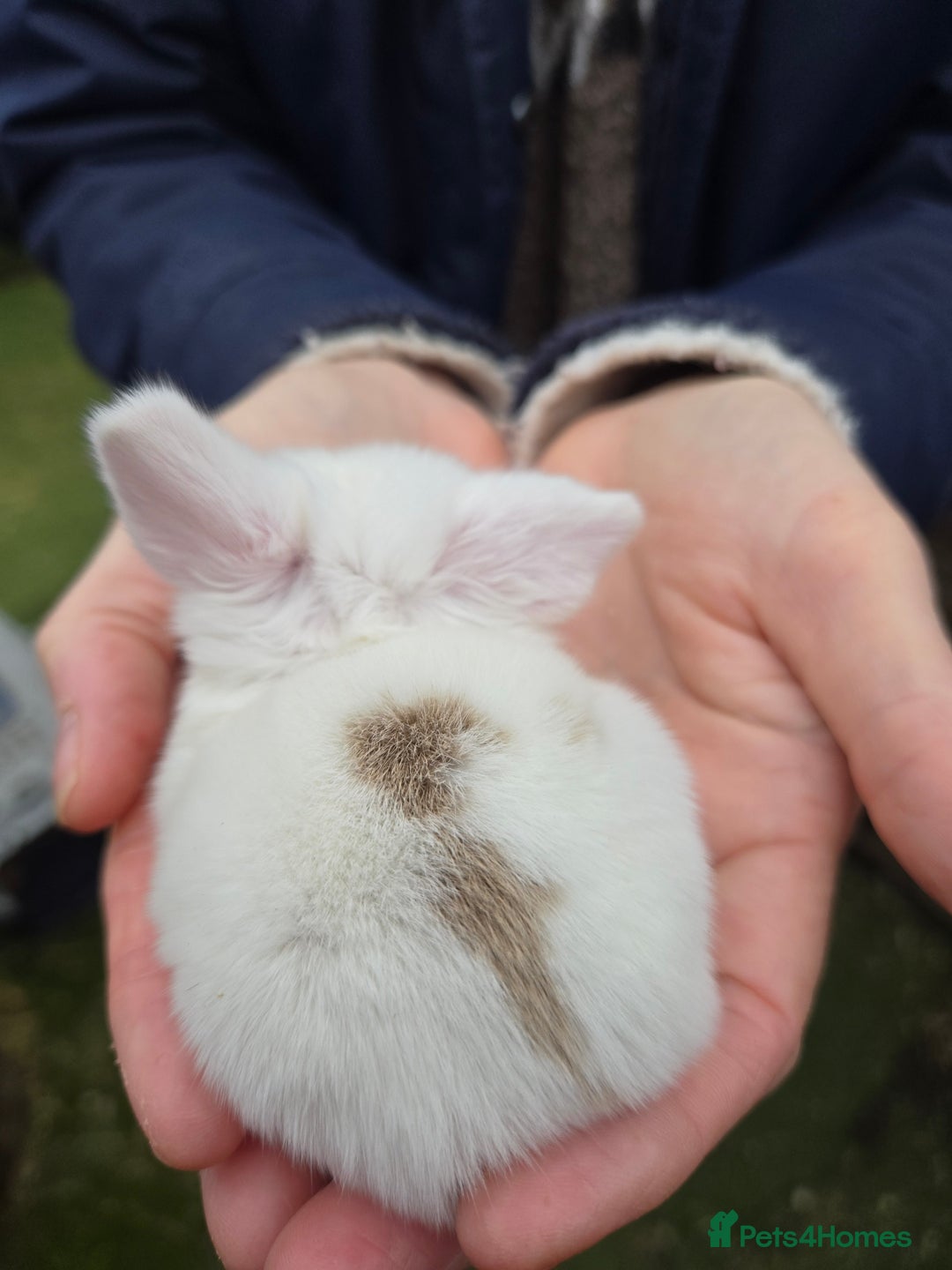 Mini Lop rabbits for sale: Stunning mini lop babies ready to secure  - Image 9