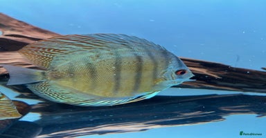 Discus fish HIGH QUALITY DISCUS £40 EACH  - Advert 7