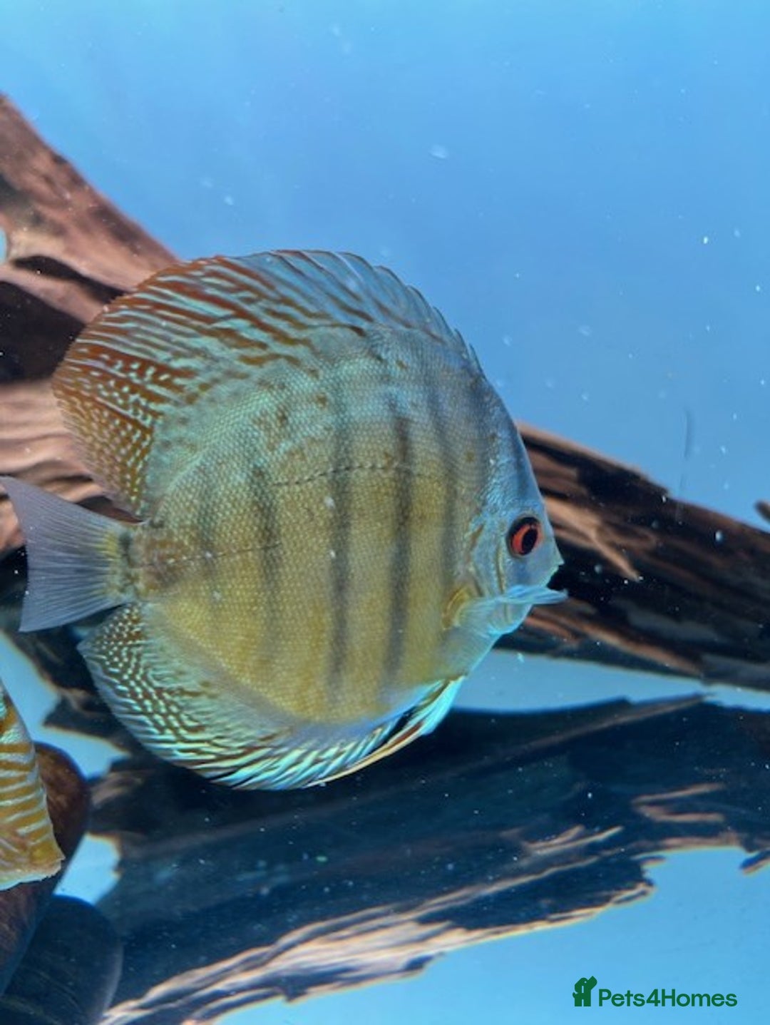 Discus fish for sale: HIGH QUALITY DISCUS £40 EACH  - Advert 3