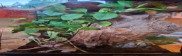 Stick Insects invertebrates for sale: Indian Stick Insect babies in Newcastle upon Tyne - Advert 2