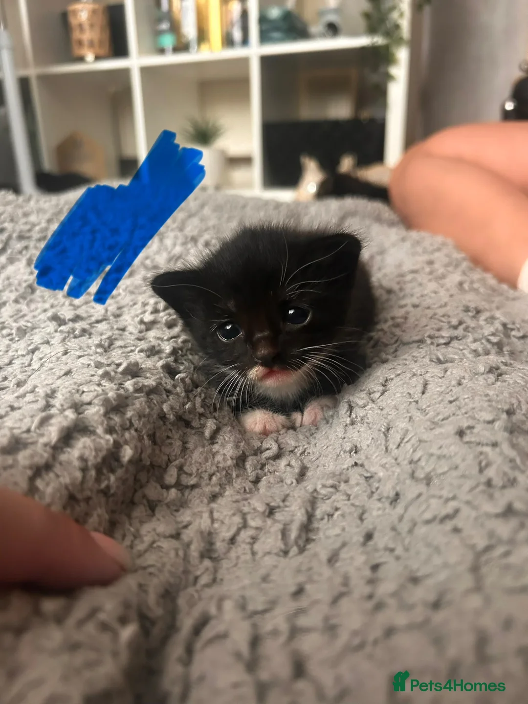 Mixed Breed cats for sale: Beautiful kittens for sale. - Advert 18