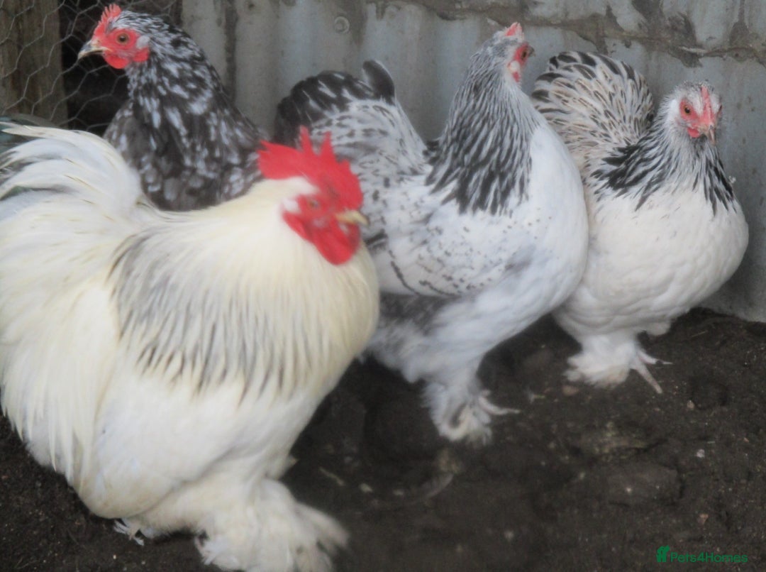Chickens poultry for sale: Pekin bantam pullets, Silver/Black & Columbian - Image 5