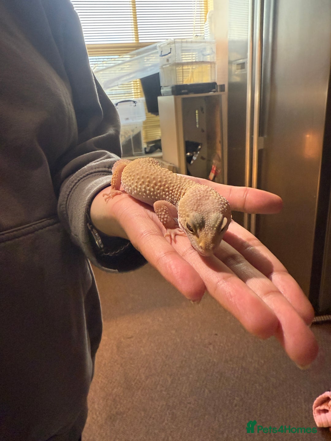 Leopard Gecko reptiles for sale: Leopard geckos for sale  - Advert 3