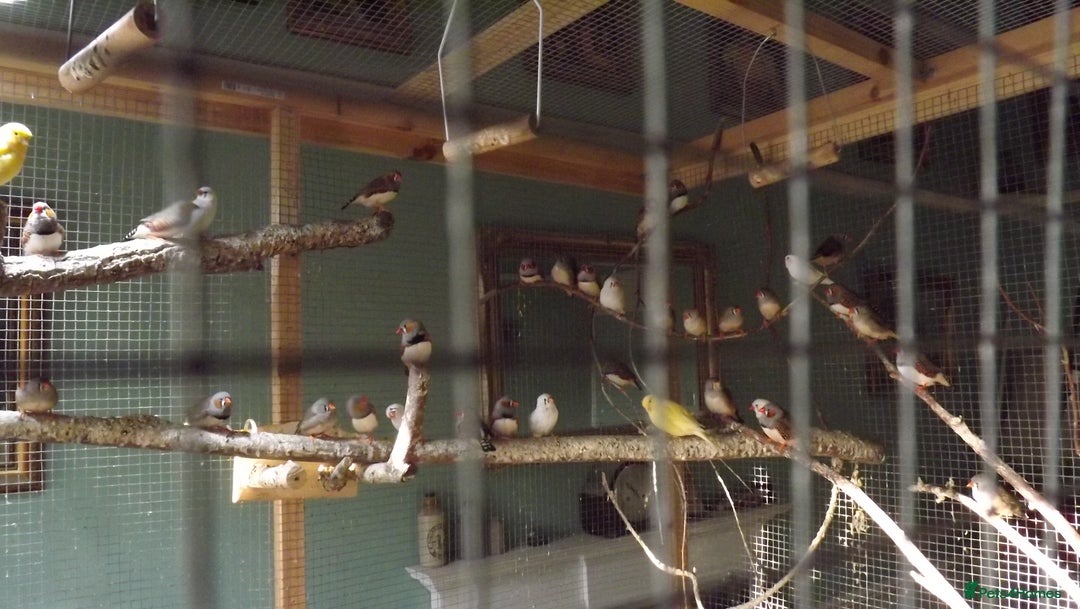 Mixed Breed birds for sale: Birds in need of rehoming, Canaries & finches - Advert 2