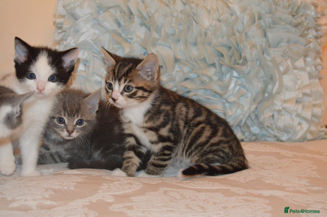 Mixed Breed cats for sale: 6 Adorable Playful Kittens for Sale - Image 16