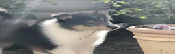 Rough Collie dogs for sale: Rough Collie Puppies-Health Tested Blue Merle Tri - Advert 6