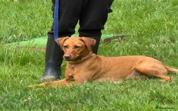 Labrador Retriever dogs for sale: Kc Registered Red labrador puppies  - Image 23