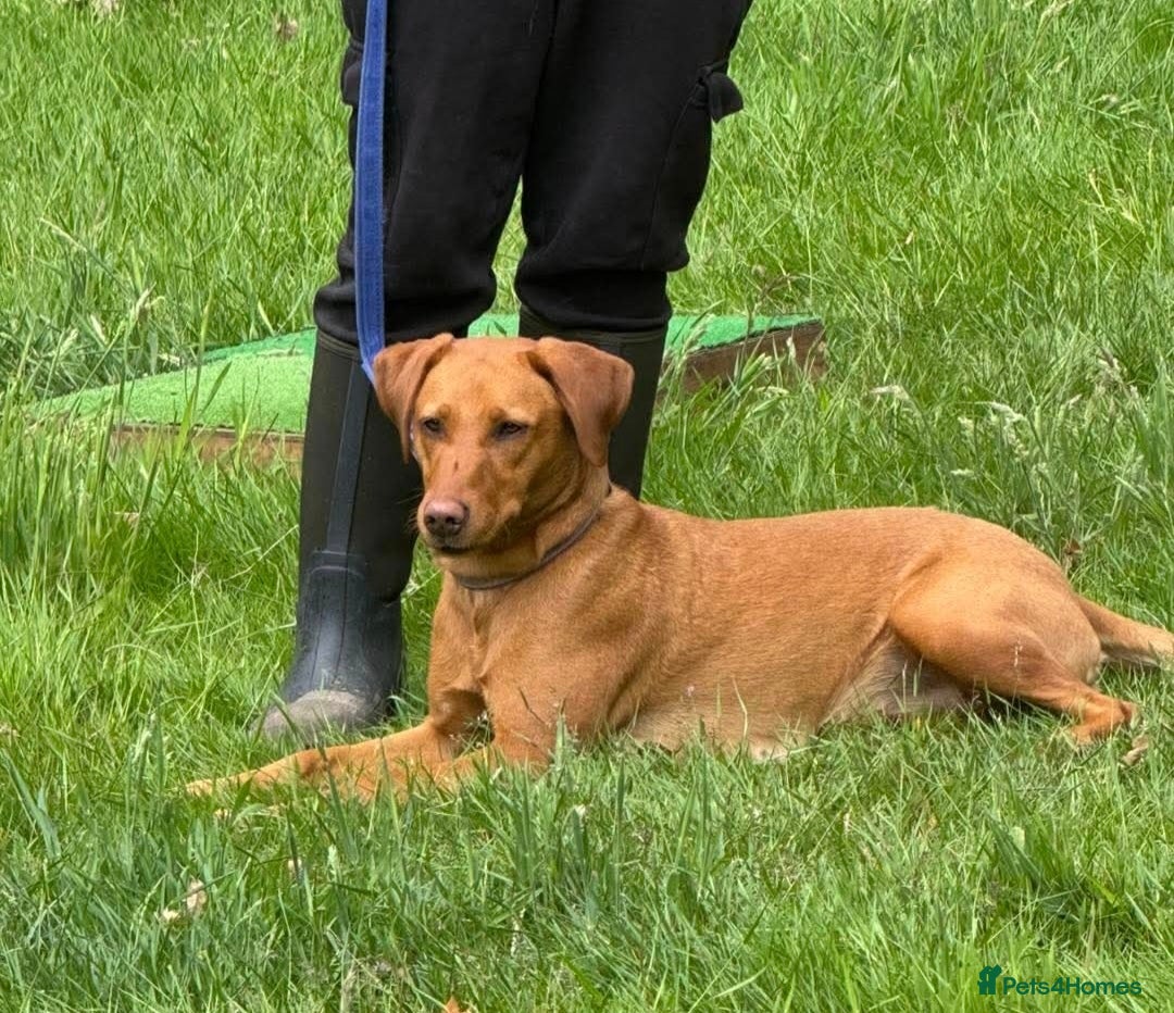 Labrador Retriever dogs for sale: Kc Registered Red labrador puppies  - Image 23
