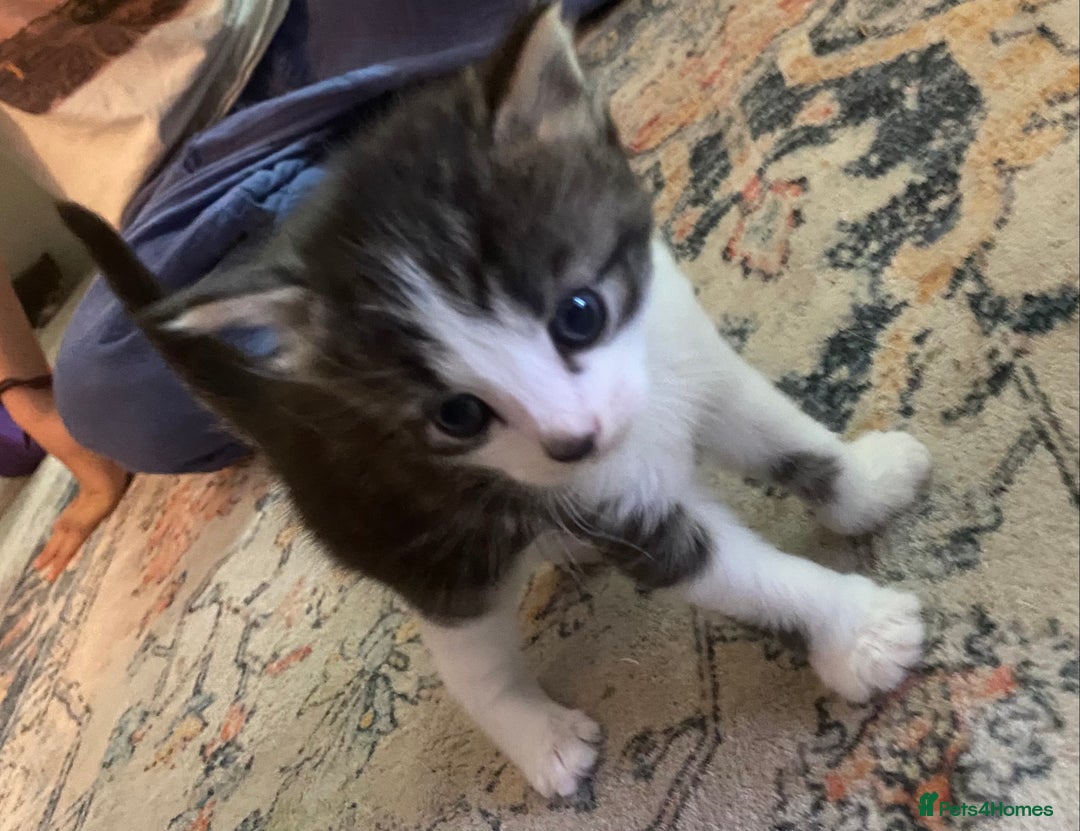 British Longhair cats for sale: 4x Domestic beautiful long haired kittens  - Image 5