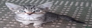 Toyger female 2 