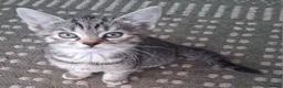 Mixed Breed cats for sale: Stunning Toyger striped tabbies 😻 - Advert 15