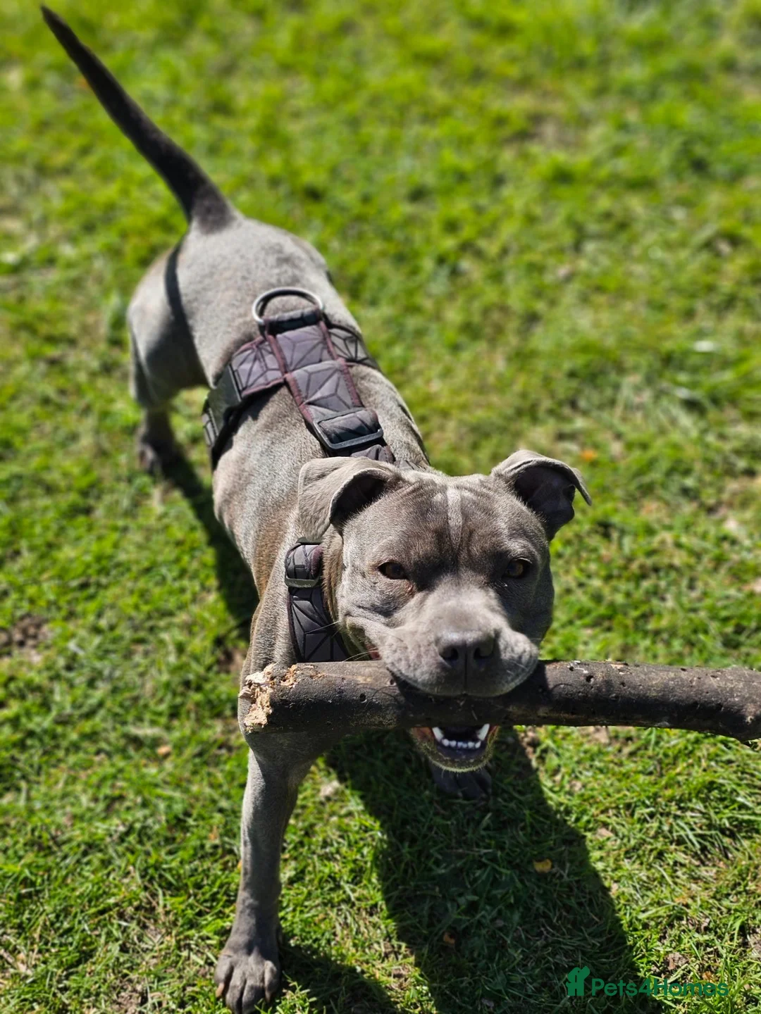 Staffordshire Bull Terrier dogs for sale: KC Reg Staffy Puppies - Bullscaff Sire Bill in Boston - Advert 1