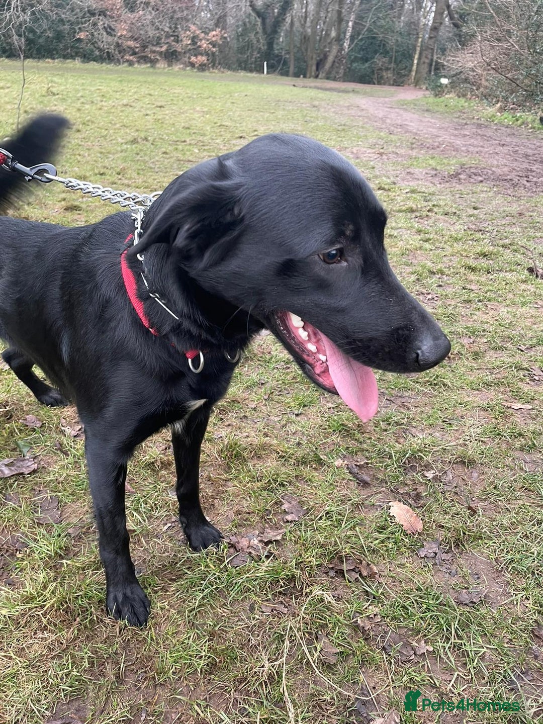 Borador dogs for sale: Lovely 2 year old lab/collie for sale - Advert 6