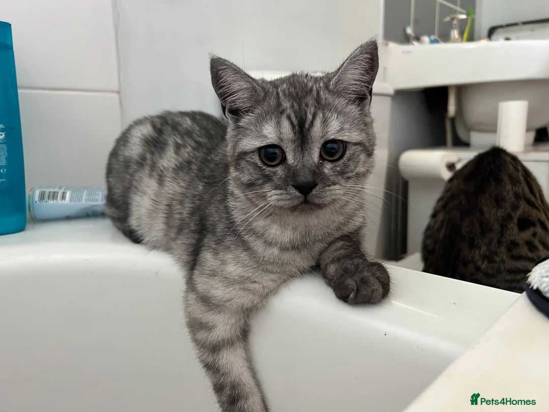 Scottish Fold cats for sale: Meet Thor - Beautiful Scottish Fold Boy - Advert 6