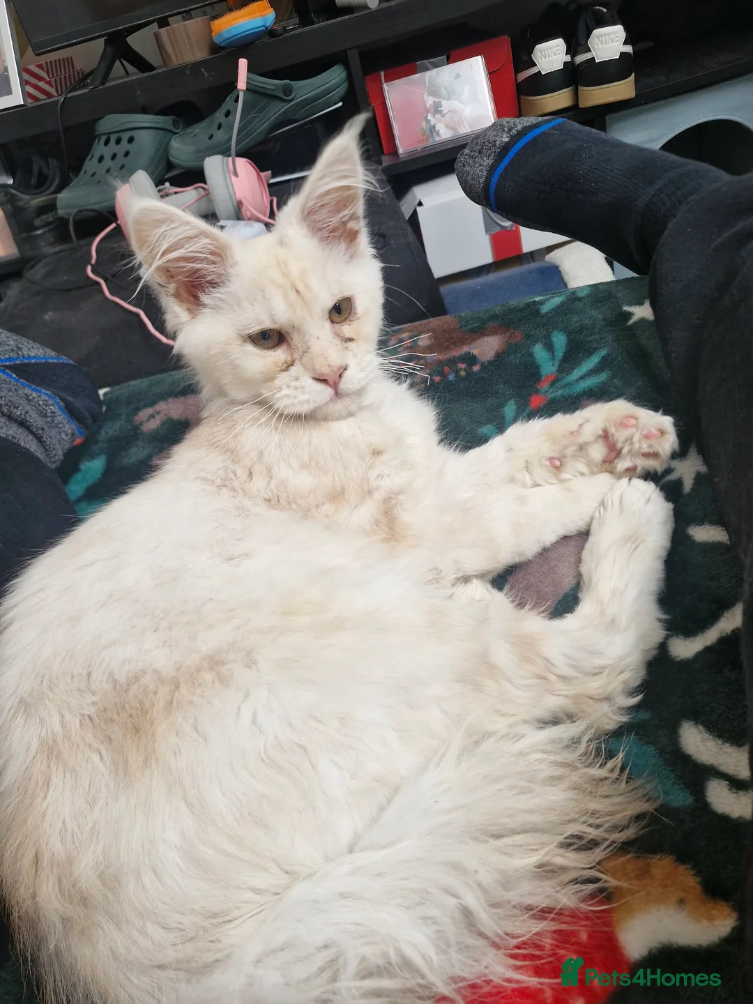 Maine Coon cats for sale: Maine coon urgent rehome - Advert 2