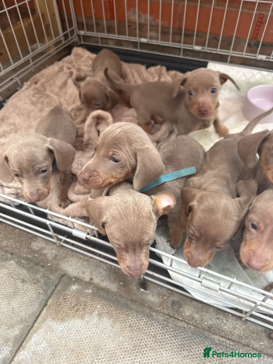 Dachshund dogs for sale:  Miniture Dashunds  - Advert 2