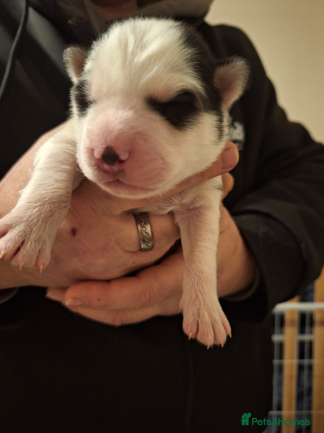 Siberian Husky dogs for sale: 7 SIBERIAN HUSKYS, 4 BOYS, 3 GIRLS - Advert 4