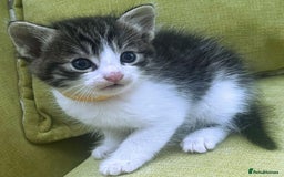 Mixed Breed cats for sale: CLEMMIE’S CUTIES  - Image 12