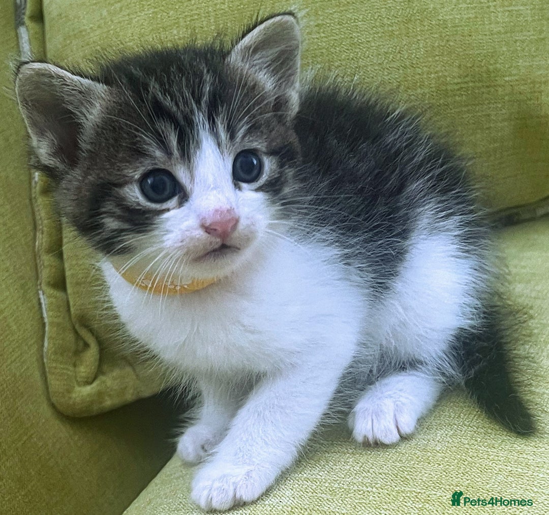 Mixed Breed cats for sale: CLEMMIE’S CUTIES  - Image 12