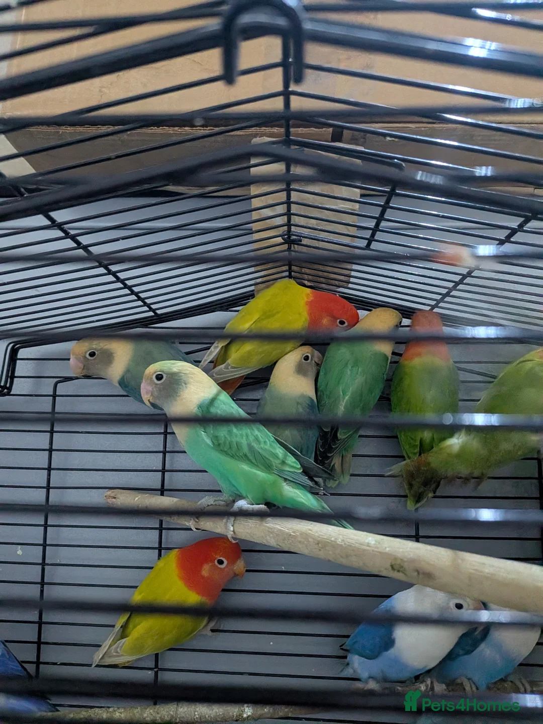Lovebirds birds for sale: Lovebirds 🦜💚 Available | Babies & Breeding Pair - Advert 2
