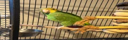 Parrots birds for sale: Beautiful Male Double Yellow-Headed Amazon  - Advert 2