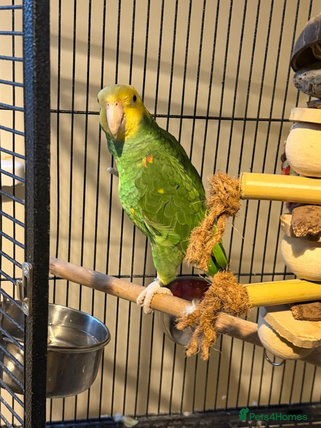 Parrots birds for sale: Beautiful Male Double Yellow-Headed Amazon  - Advert 2