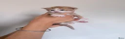 Mixed Breed cats for sale: Kittens for sale  - Advert 4