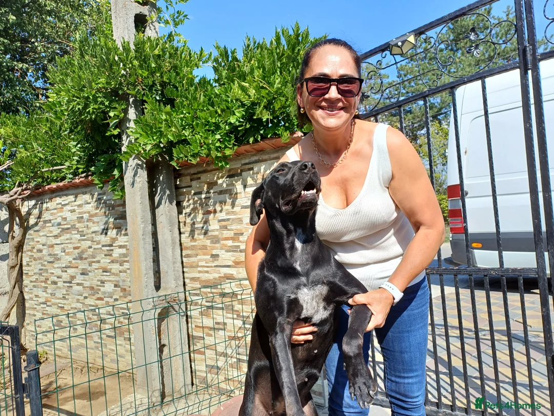 Mixed Breed dogs for adoption: Beautiful and Gentle JULIETTE - for a Loving Home in Nottingham - Advert 24