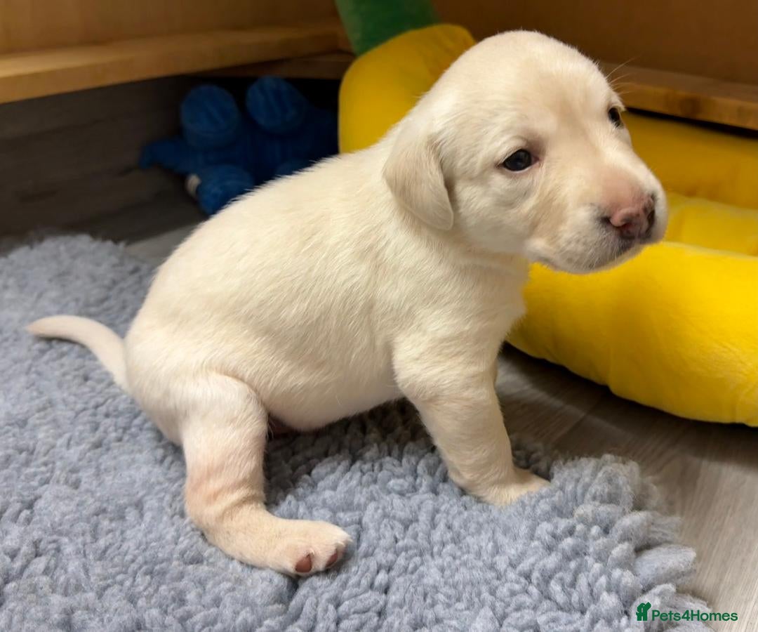 Labrador Retriever dogs for sale: Beautiful KC Labrador Pups - 2 x Yellow Girls  - Image 6
