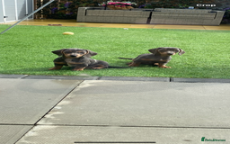 Miniature Dachshund dogs for sale: Miniture dachshund puppies - Image 34
