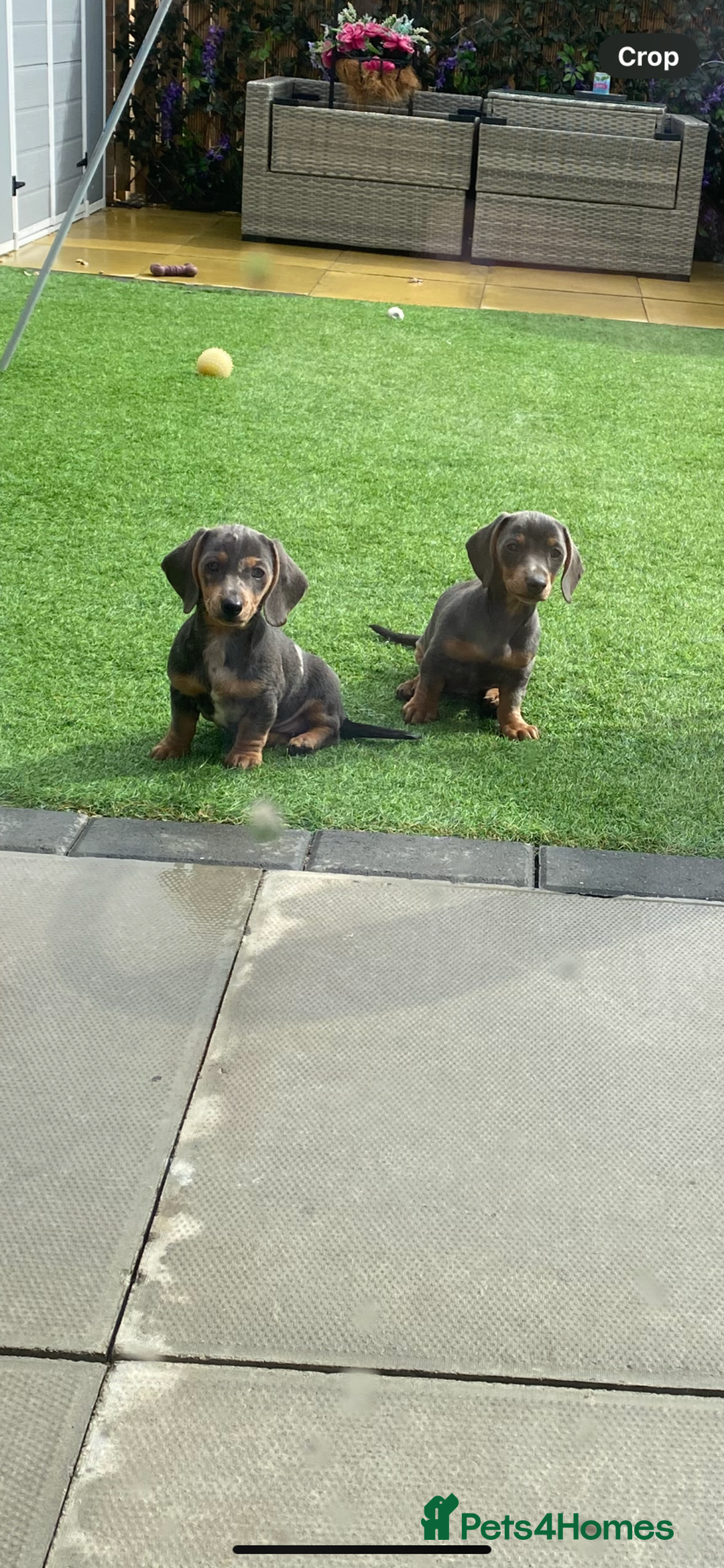 Miniature Dachshund dogs for sale: Miniture dachshund puppies - Image 34