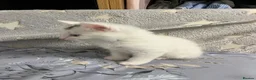 Turkish Angora cats for sale: White girl and black&white boy - Advert 3