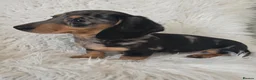 Miniature Dachshund dogs for sale: KC Silver dapple & cream boy. ready now  - Advert 5