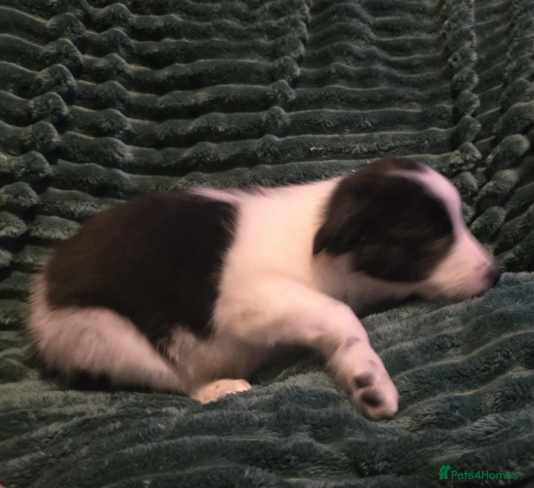 Border Collie dogs for sale: Border collie pups  - Advert 9