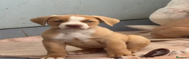 Mixed Breed 1