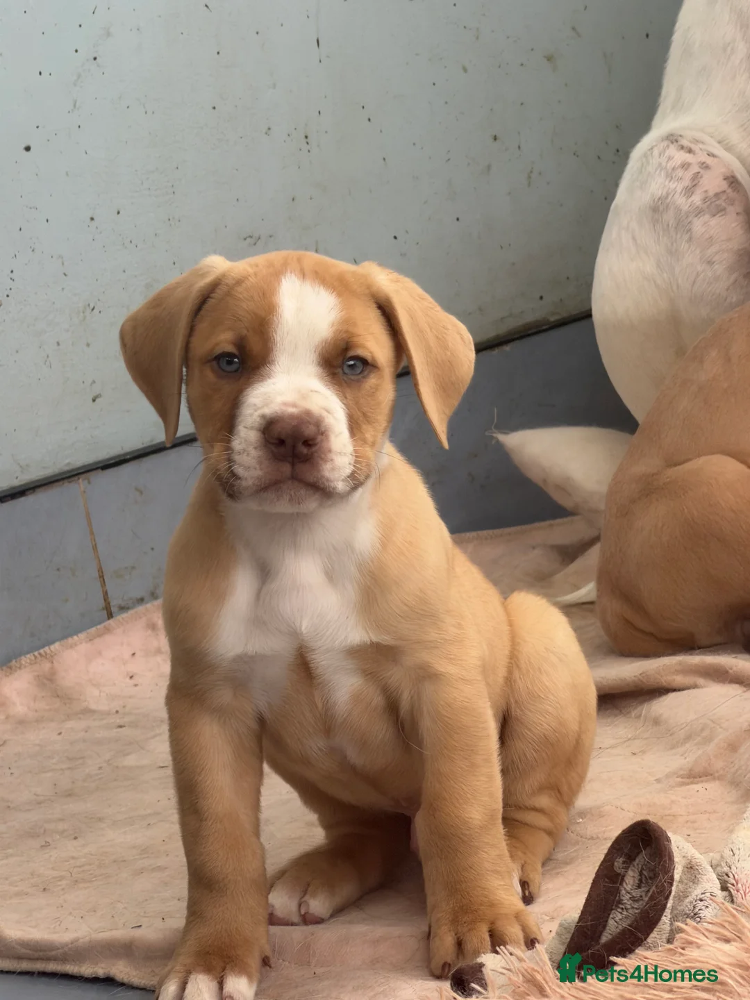 Mixed Breed dogs for sale: Beautiful mastiff litters - Advert 7