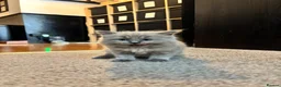 Ragdoll cats for sale: Ragdoll x mink tonkinese kittens  - Advert 16