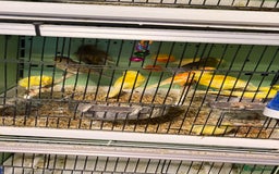 Parrots birds for sale: Parrot for sale Glasgow  - Image 14