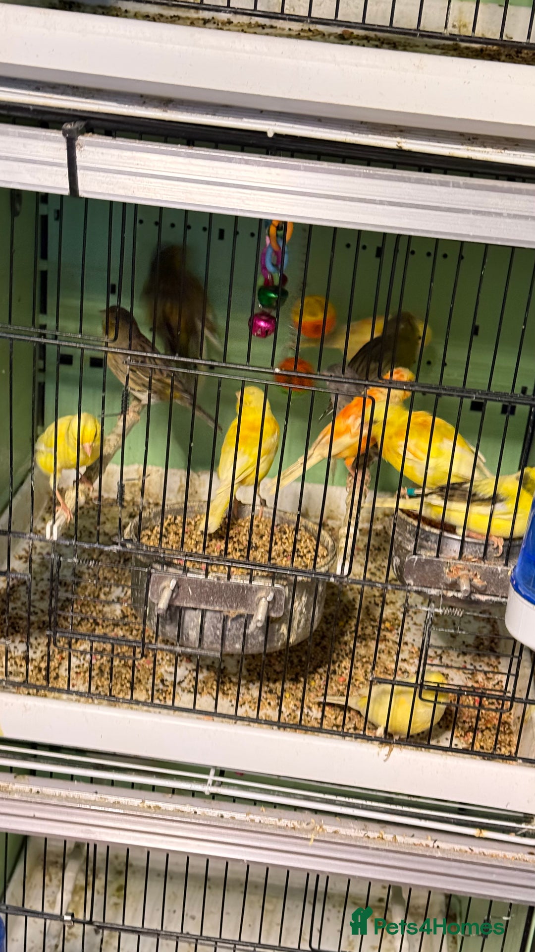 Parrots birds for sale: Parrot for sale Glasgow  - Image 14