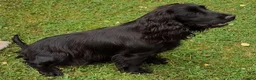Cockapoo dogs for sale: DNA HEALTH PROFILED COCKERPOOS in Longfield - Advert 3