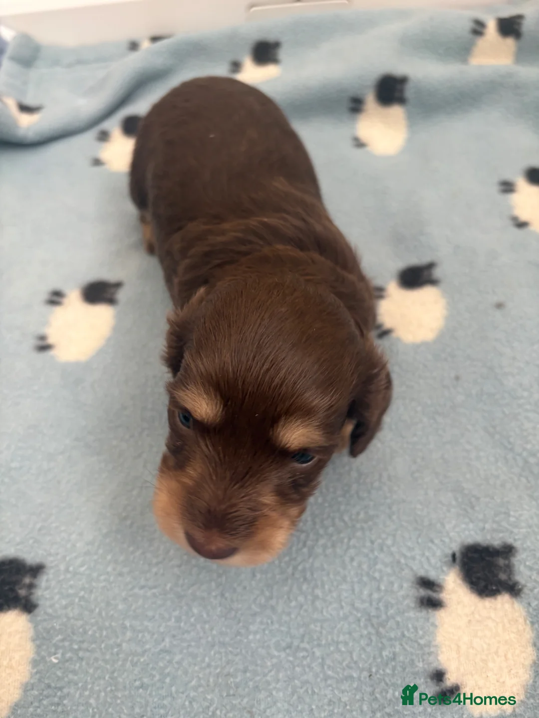 Miniature Dachshund dogs for sale: Long haired mini dapple dachshund pups - Advert 30