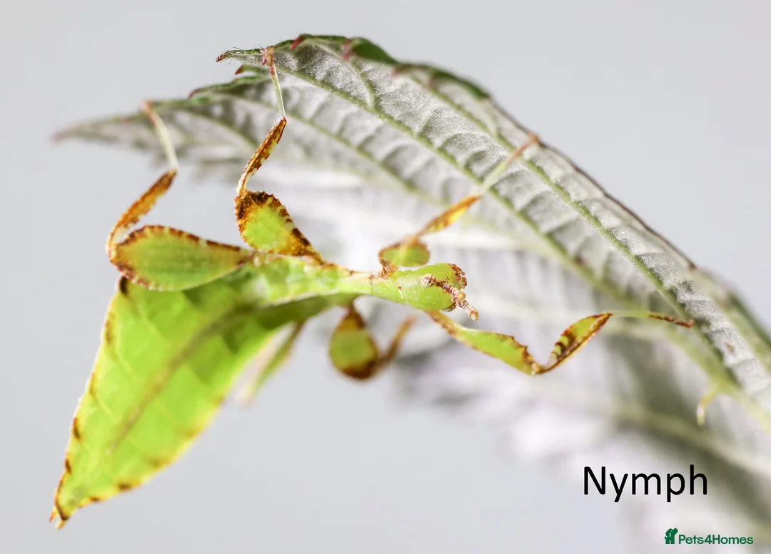 Stick Insects invertebrates for sale: Two mixed colour nymphs Phyllium Leaf stick insect - Advert 7