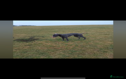 Patterdale Terrier dogs for sale: patterdales & blue lurcher for sale  - Image 7