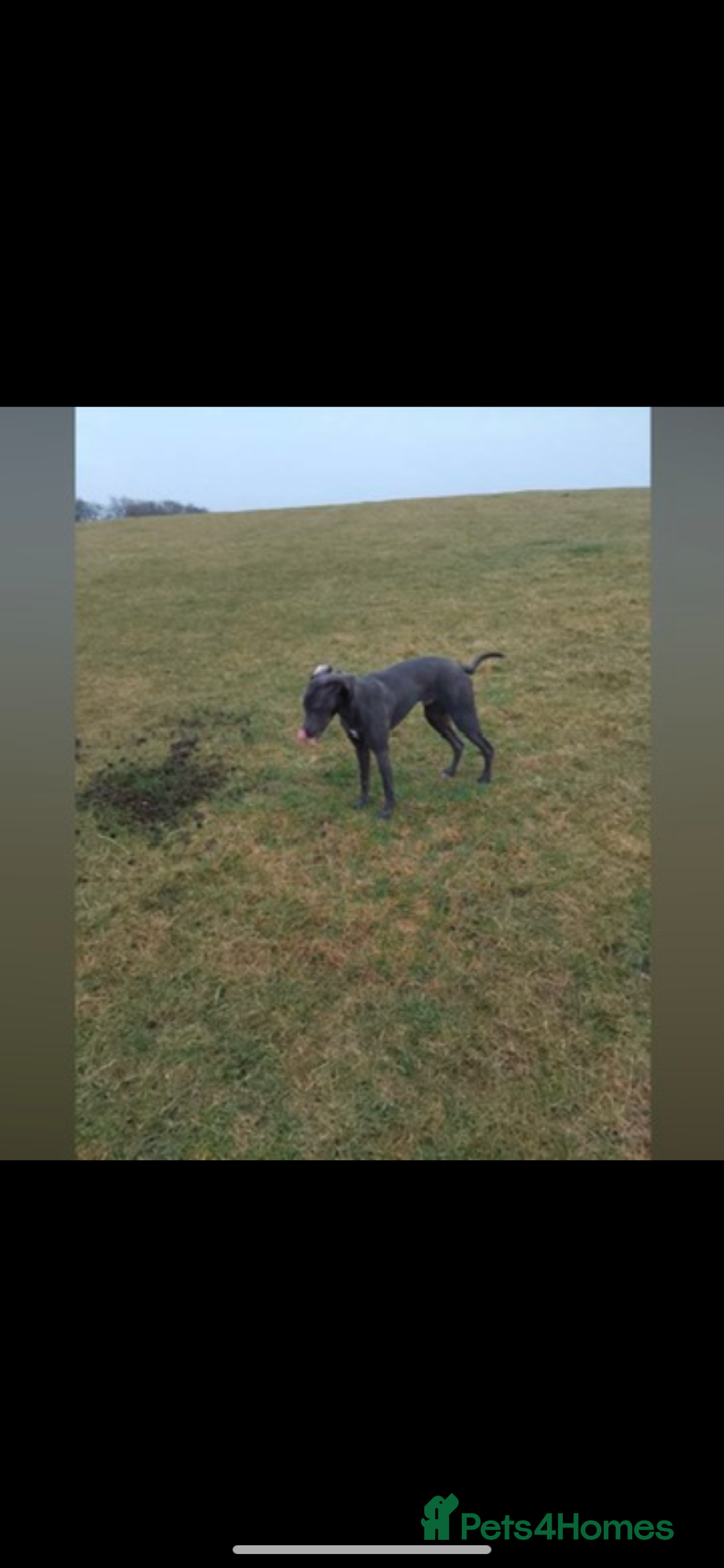 Patterdale Terrier dogs for sale: patterdales & blue lurcher for sale  - Image 7